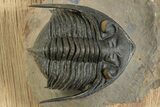 Beautiful Zlichovaspis Trilobite - Orange Eye Preservation #334933-3